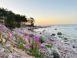 a rocky beach with pink flowers on it at Ülesaare kämping in Kelnase