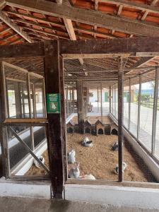 a room with some animals laying on the ground at Flat on Mount Castelo Sairé in Sairé