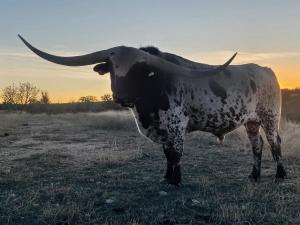 a cow with long horns standing in a field at Around the Bend Bungalow in Fredericksburg +11 photos