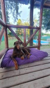 a dog laying on a pillow in a gazebo at La Ardilla Chueca in Luján