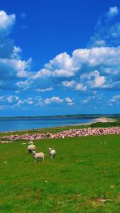 a group of sheep grazing in a field near the water at Ocean view apartment in Tralee +3 photos