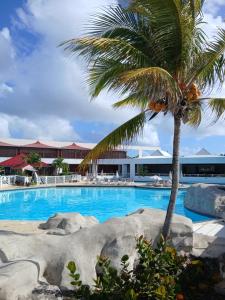 a palm tree in front of a swimming pool at Ti Coco Vanni Studio Sea View in Belle-Allée