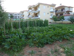Vonkajšia záhrada v ubytovaní Dimi Apartments