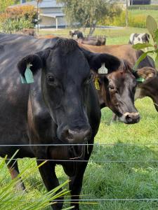 two cows with tags in their ears standing behind a fence at Puna BnB in Matamata