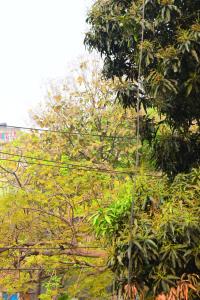 a tree with leaves on it in front at Kompass - Home Stay in Dhaka