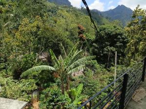 a view of a jungle with a fence and a palm tree at Three D Rooms in Haldummulla