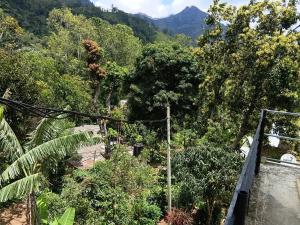 a view of a forest with trees and a mountain at Three D Rooms in Haldummulla