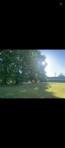 a large tree in the middle of a field at La Colonie in Berry-Bouy