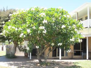 a tree with white flowers in front of a house at Kalbarri Riverfront Unit in Kalbarri