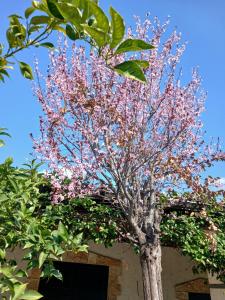 a tree with pink flowers in front of a building at Edward Lear - Heritage Guest House in Berat