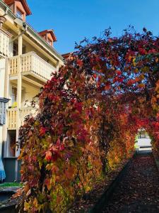 a tree covered in autumn leaves in front of a building at Apartment Walhallastrasse in Arbon