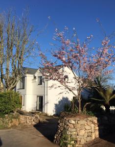 a white house with a tree in front of it at The lighthouse in St Ives