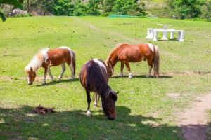 three horses grazing in a field of grass at Kingfisher Inn in Pietermaritzburg