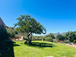 a tree sitting in the middle of a grass field at Bergplaas Nature Reserve in Nieu-Bethesda +8 photos