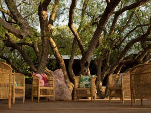 a group of chairs with pillows sitting under trees at Kamala Karoo Sanctuary in Barrydale +21 photos