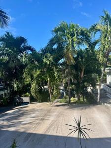 a palm tree lined driveway with palm trees at Coeur Créole in Saint Barthelemy