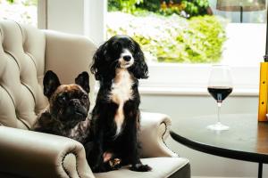 a dog sitting in a chair next to a glass of wine at Taplow House Hotel & Spa in Maidenhead