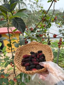 a basket full of berries in a garden at Fish Farm Homestay in Yên Bái