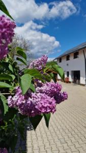 a bush of purple flowers on a sidewalk at Popasul Ursului Zărnești in Zărneşti