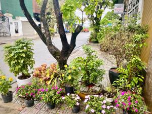 a group of potted plants on a sidewalk at Rose in Hue