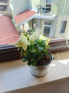a potted plant sitting on a window sill at Studio Carobna Dunja in Banja Koviljača