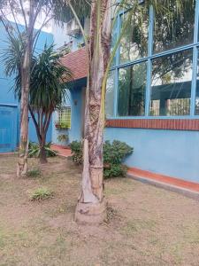 a palm tree in front of a blue building at Departamento Zarate Centro in Zárate