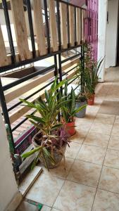 a row of potted plants sitting on a balcony at royal care villas in Thika +3 photos