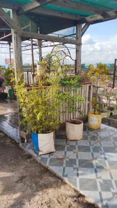 a group of potted plants sitting on a patio at royal care villas in Thika