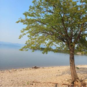 a tree on a sandy beach next to the water at Leon & Ema in Donji Murići +3 photos