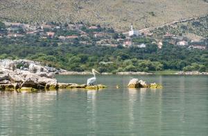 a white bird standing on rocks in the water at Leon & Ema in Donji Murići