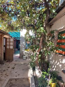 a tree in a courtyard next to a building at La Casona Hostel in Bermejo +8 photos