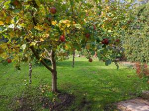 an apple tree in a field with apples on it at Ferienwohnungen am Schwanensee in Plön +13 photos