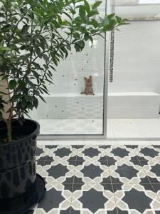 a cat sitting in front of a mirror next to a plant at Magic Garden Luxury Pent-house in Bello