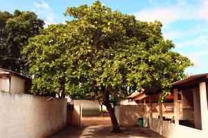 a tree in a yard next to a wall at Pousada - Árvore da Vida in Bonito