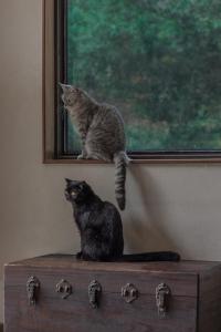 two cats sitting on a dresser looking out of a window at 杭州喜在山舍 in Qingshandian