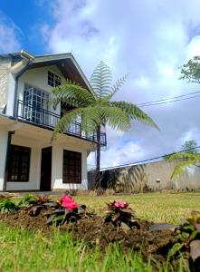 a palm tree in front of a house at Star Gate Hostel in Nuwara Eliya
