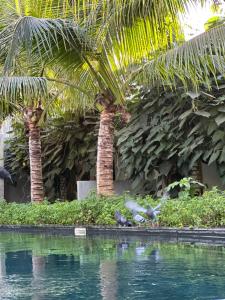 two palm trees next to a swimming pool with birds at veHaa BOUTIQUE HOTEL in Phnom Penh