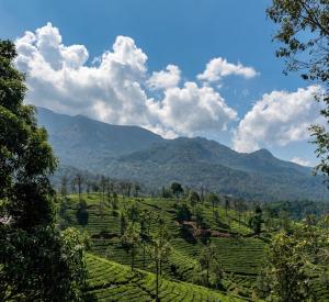a view of a tea plantation in the mountains at Hill View Vythiri Holiday Home in Vythiri