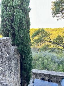 a large green tree next to a stone wall at La maison Haut-perché townhouse with view and jacuzzi in Saumane-de-Vaucluse +72 photos