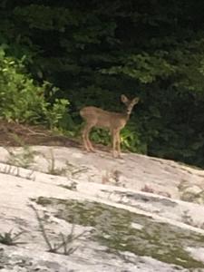 a baby deer standing on top of a hill at Pensée in Huelgoat