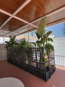 a group of plants in a metal container on a patio at BOHEMIA SANLUCAR in Sanlúcar de Barrameda