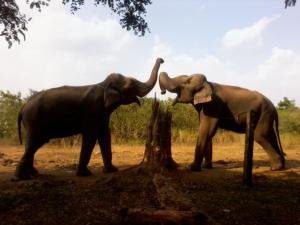 two elephants are standing next to each other at Canal Resort Udawalawa in Ratkarawwa