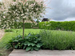 a wooden bench with a tree in a garden at Buitenlede 7 - Suite M in Dwingeloo +4 photos