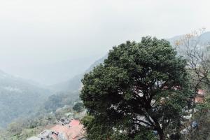 a tree in front of a mountain with a town at Avira Hotel in Gangtok