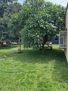 a tree in a yard with a green hose at Longacres Cottage in Lusaka