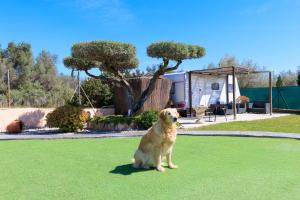 a dog sitting on the grass in a yard at Hauzify I Mas Blau in L'Ametlla de Mar