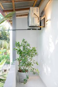 a plant in a pot on a wall with a microwave at City Villa Dikwella in Dickwella