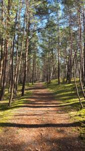 a dirt road in a wooded area with trees at Wyspa9 - Gdańsk Wyspa Sobieszewska in Gdańsk