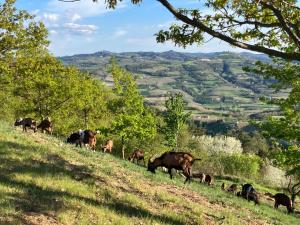 a herd of cows grazing on a hillside at BeB La Bergera in Cessole