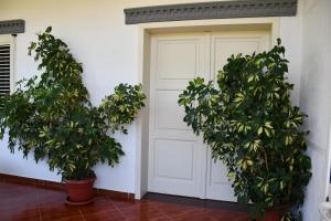 two potted trees in front of a garage at Vila Rrozhani in Mabë +3 photos